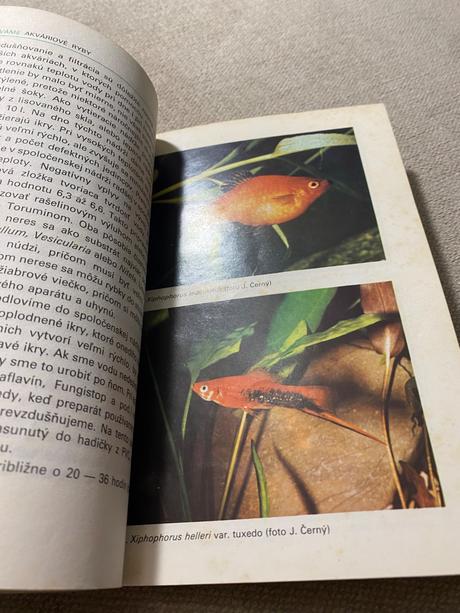 Chováme akváriové ryby 11,