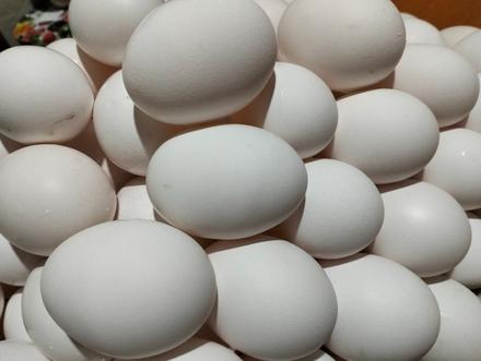 Domáce vajíčka biele, 