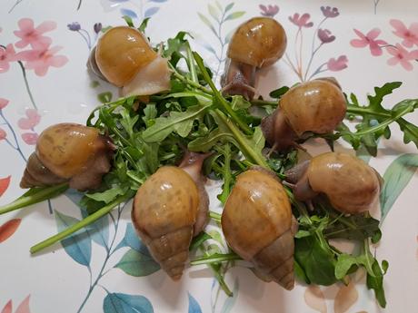 Africký slimák lissachatina fulica hamillei rodatz, 