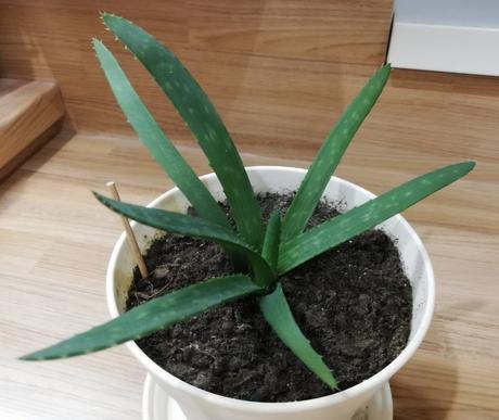 Aloe vera,