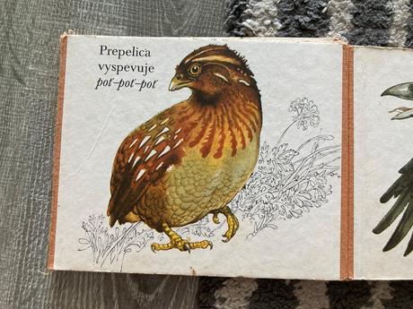 Medzi vtákmi leporelo (1987), 