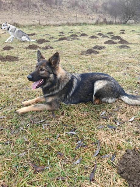 Predám psíka sučku, 