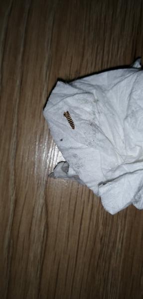 Akému chrobákovi to patrí?