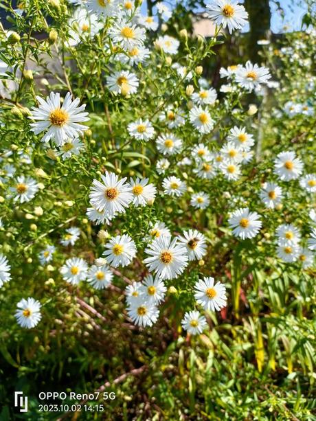 Astra biela vysoká, 