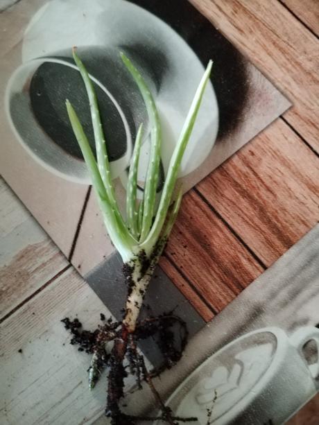 Aloe vera, 