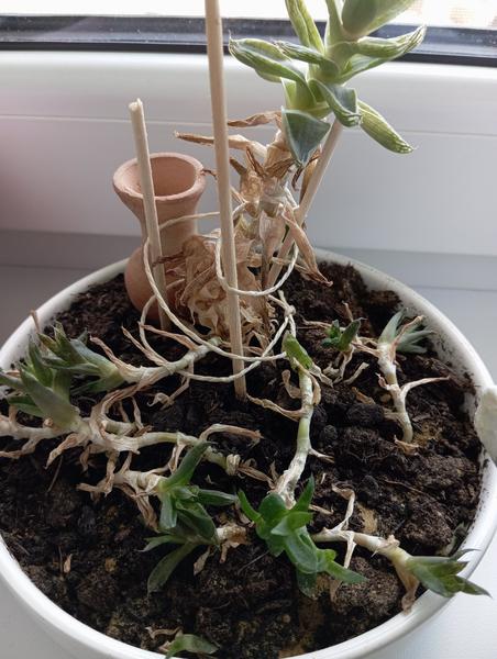 Čo sa stalo s mojím sukulentom haworthia?