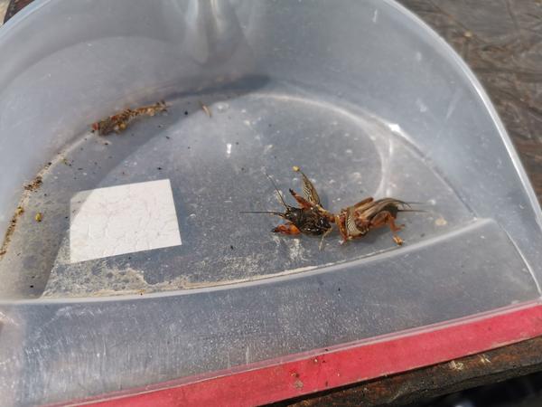 Neznámy chrobák pripomínajúci kobylku