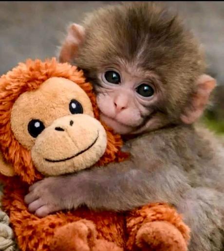 Punch originál opička, 