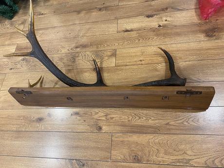 Veľký paroh / parožie na podstavci,
