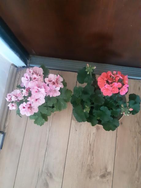 Ruzickovy muskat ,anglicky ,vzpriameny, 