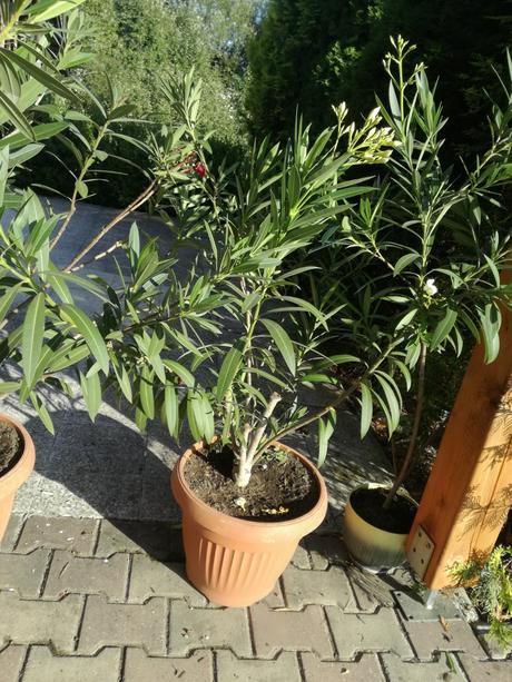 Živé kvety - oleander,