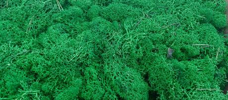 Stabilizovaný mach fínský lišajník- tmavo zelená -,