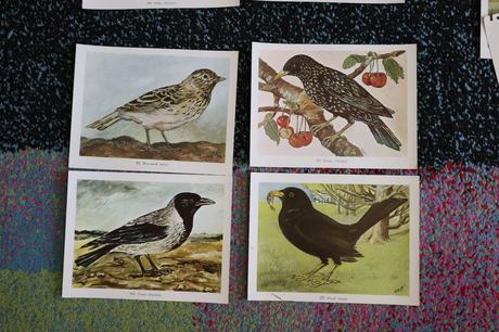 Obrazy/postery/obrázky zvierat,