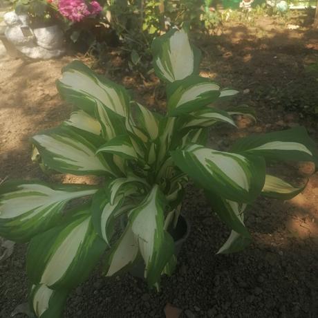 Hosta okrasné listy, 