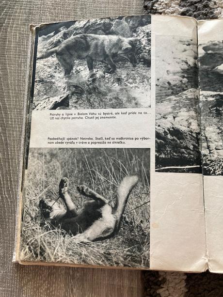 Sivá vlčica jaroslav holeček (1968), 