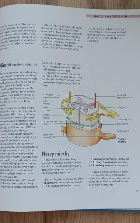 Ľudské telo - vedomosti v kocke, 