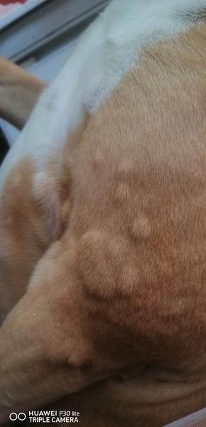 Aké bodky, resp. pľuzgiere má náš psík?