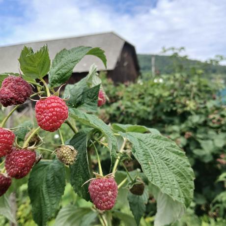 Maliny veľké--poľana, 