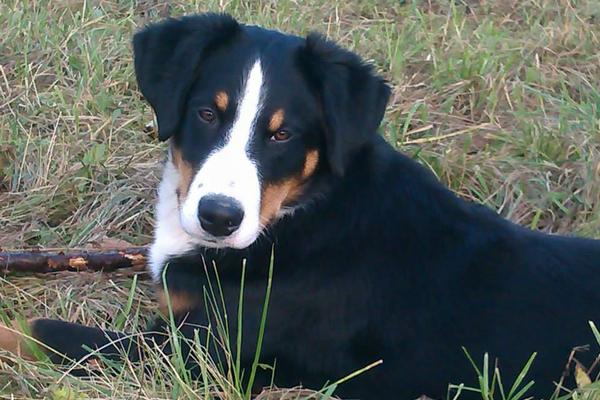 Appenzellský salašnícky pes