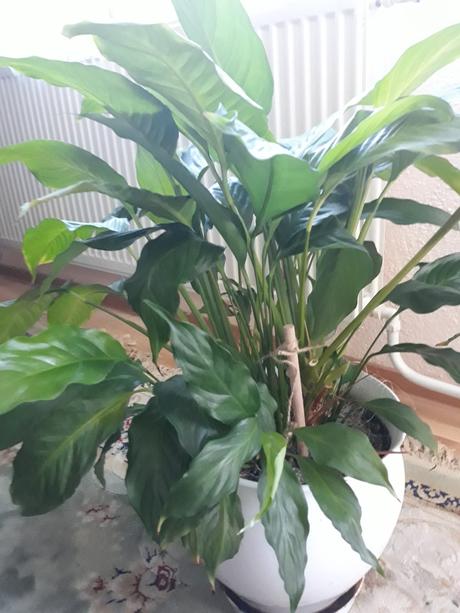 Lopatkovec  rastlinky, 