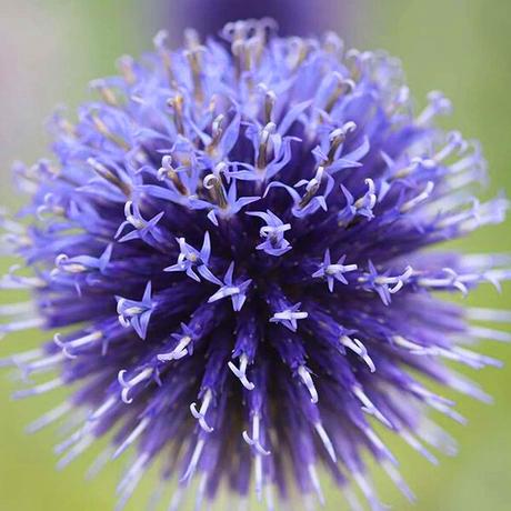 Echinops ritro ježibaba,