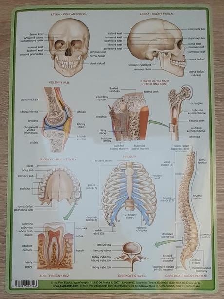 Kostra človeka - pomôcka na učenie,