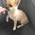 bambi prva sa narodila nereagovala p