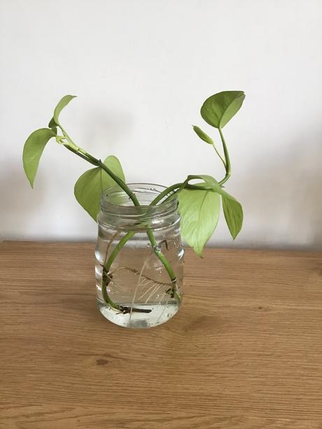 Pothos neon,