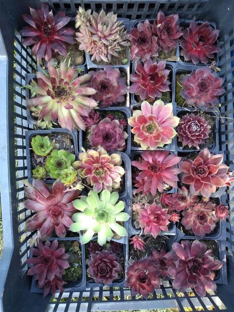 Ružové skalné ruže,