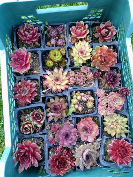 Ružové skalné ruže,