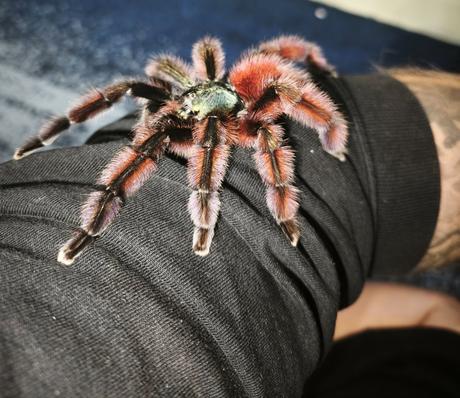 Caribena versicolor,