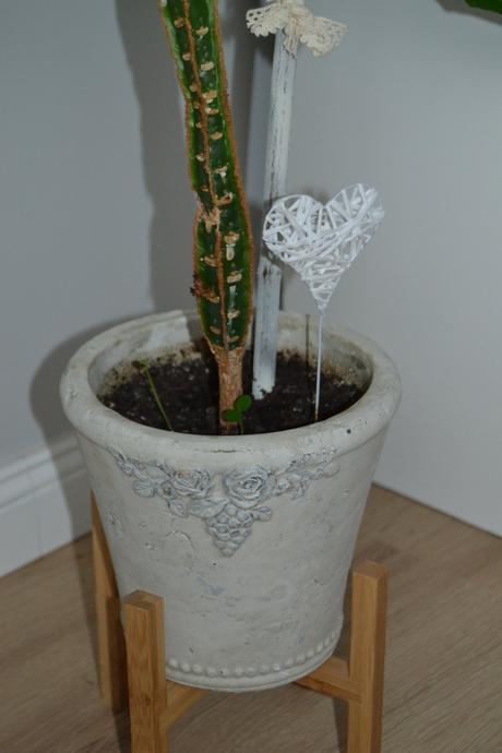 Sukulent euphorbia leuconeura, 