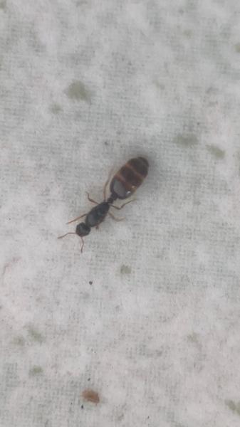 Mám na balkóne mravce - čo s nimi?