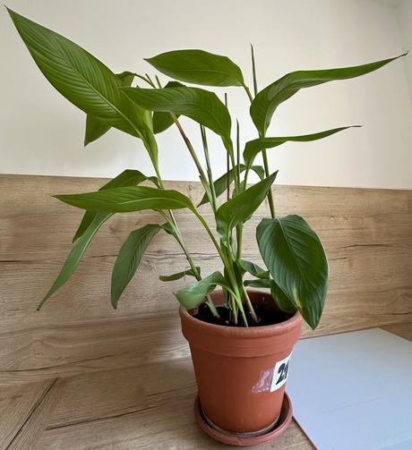 Rastlina kana indická dosna canna indica č.21,