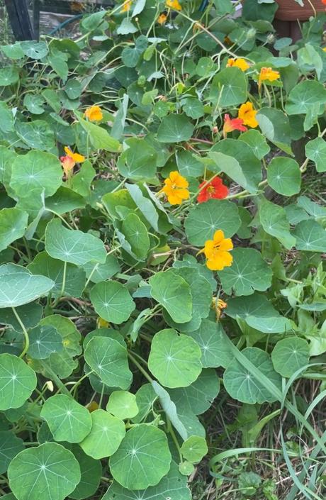 Tinktúra - kapucínka, yzop+tymián, zádušník+kapuc., 