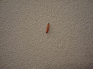 Ako sa volá tento škodca?