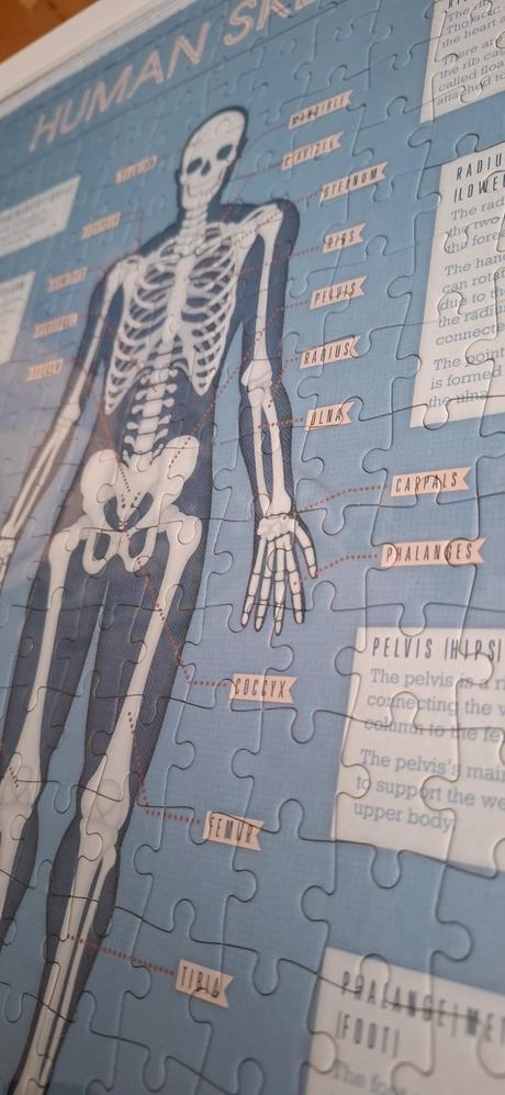 Puzzle skeleton, 
