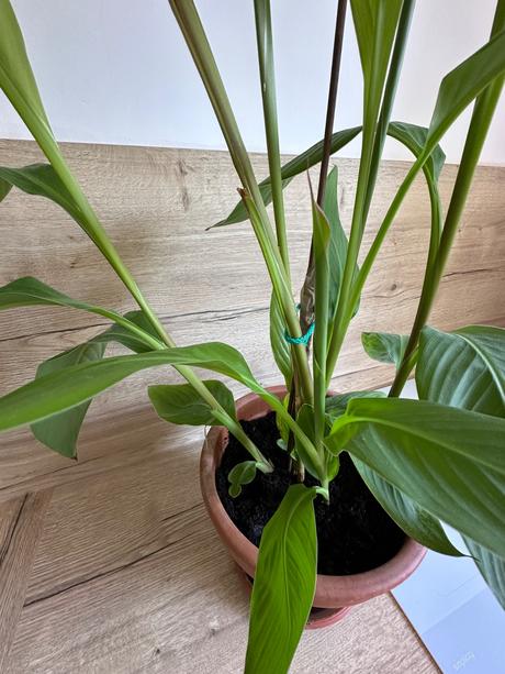 Rastlina kana indická dosna canna indica č.21,
