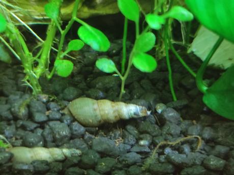 Vežovka malajská - melanoides tuberculatus,