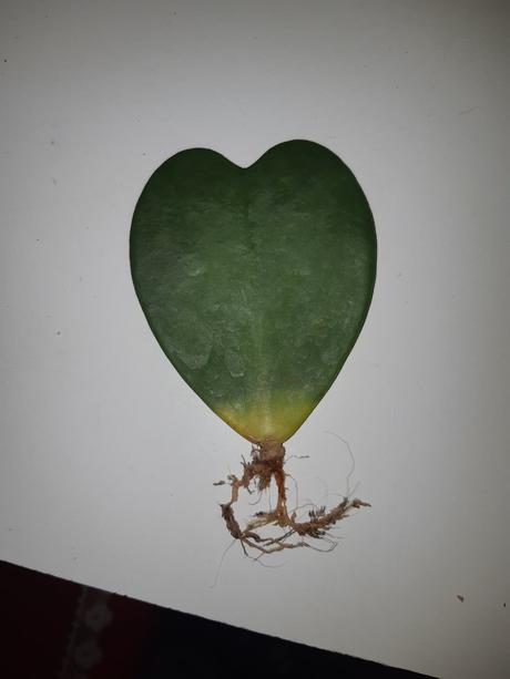 Hoya kerrii sukulent srdce 3,5 - 2.90, 