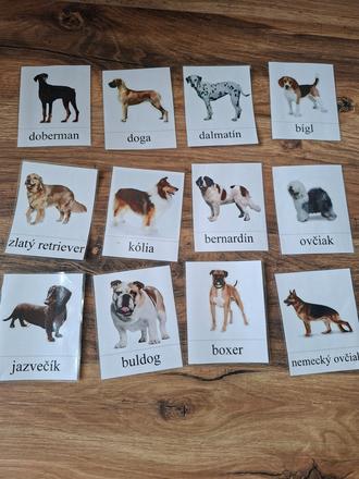 Kartičky - plemená psov, 