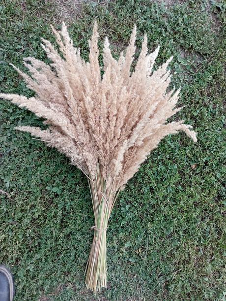 Sušené kvety, tráva, 