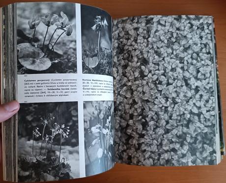 Veľky obrazový atlas rastlín (1980), 