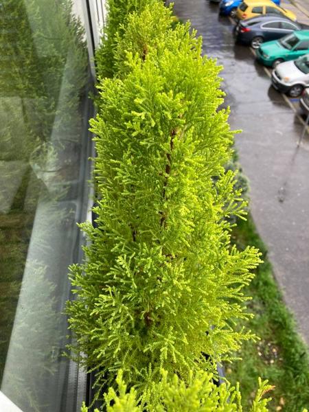 Pomôžte mi rozpoznať mini stromček