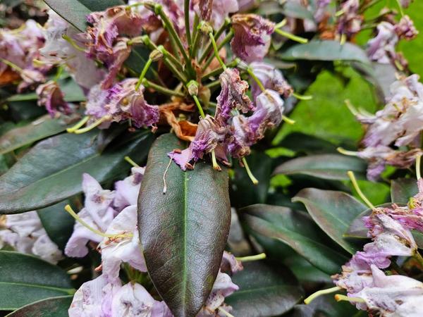 Rhododendron - choroba