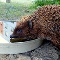 ak vo vasom okoli ziju jezkovia dajte z