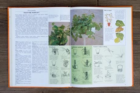 Pestujeme izbové rastliny, 