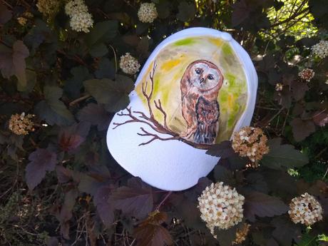 Maľovaná šiltačka sova, 