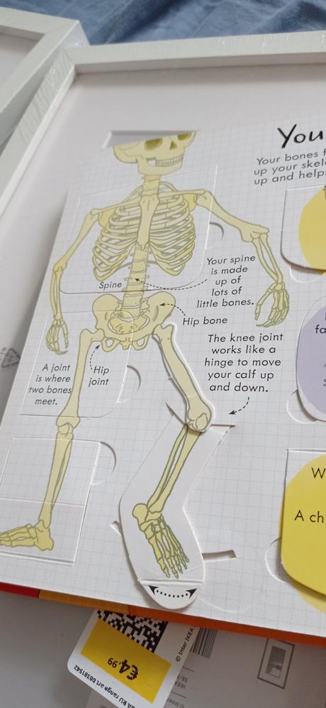 Usborne your body flap book,