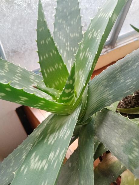 Aloe vera, 